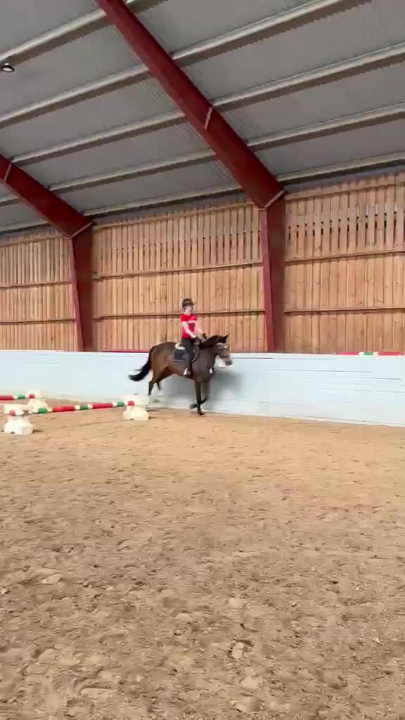 Allround hästar till salu: Social & nyfiken allroundhäst - Video 1