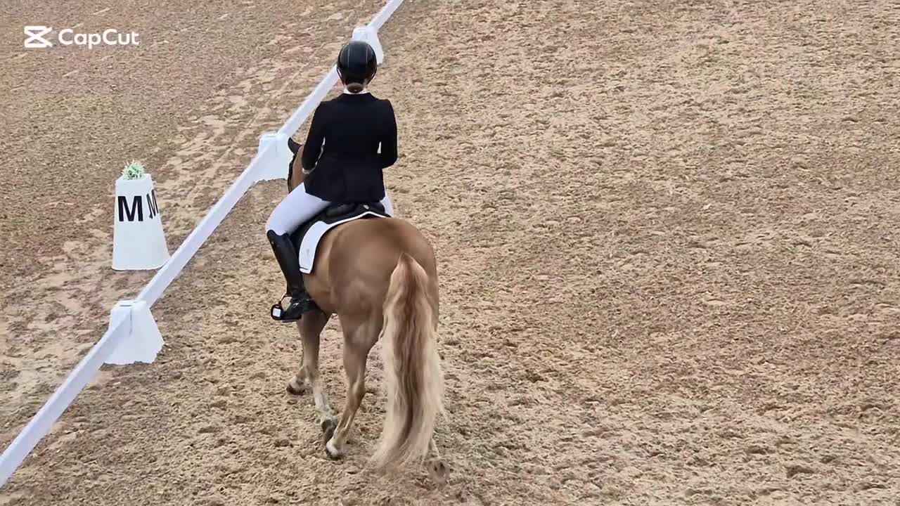 Allround hästar till salu: Ponny att ha roligt med varje dag - Video 2