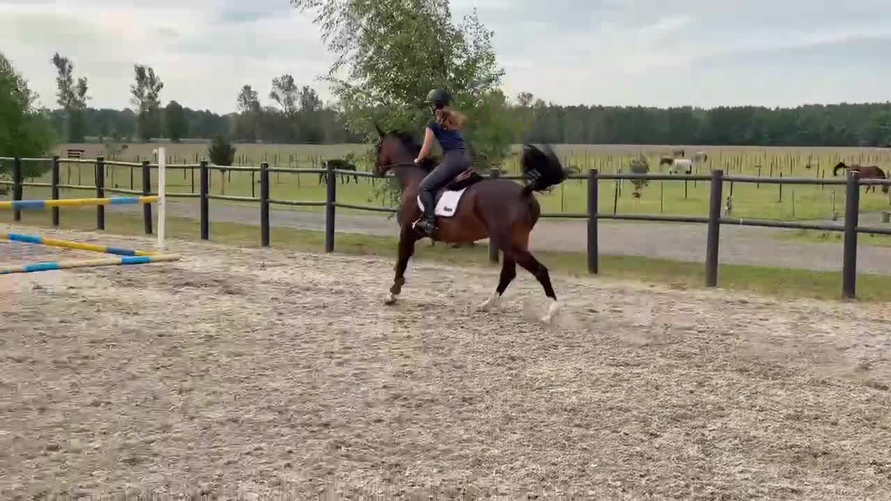 Hoppning hästar till salu: Super fin 5årigt sto - Video 1