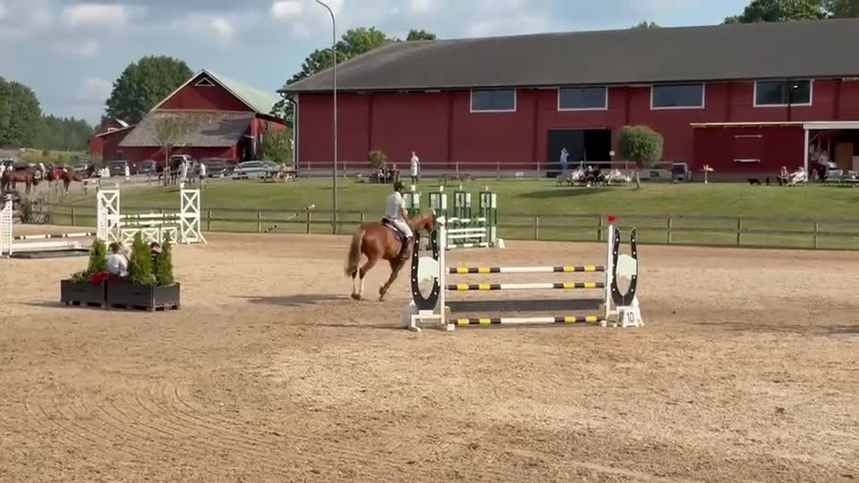 Hoppning hästar till salu: Snäll häst med mycket kapacitet! - Video 1