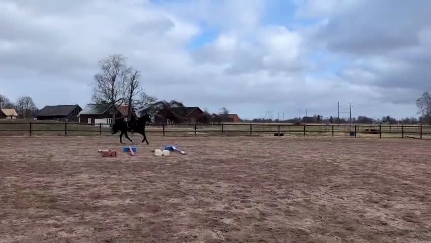 Hoppning hästar till salu: Trevlig hopphäst  - Video 1