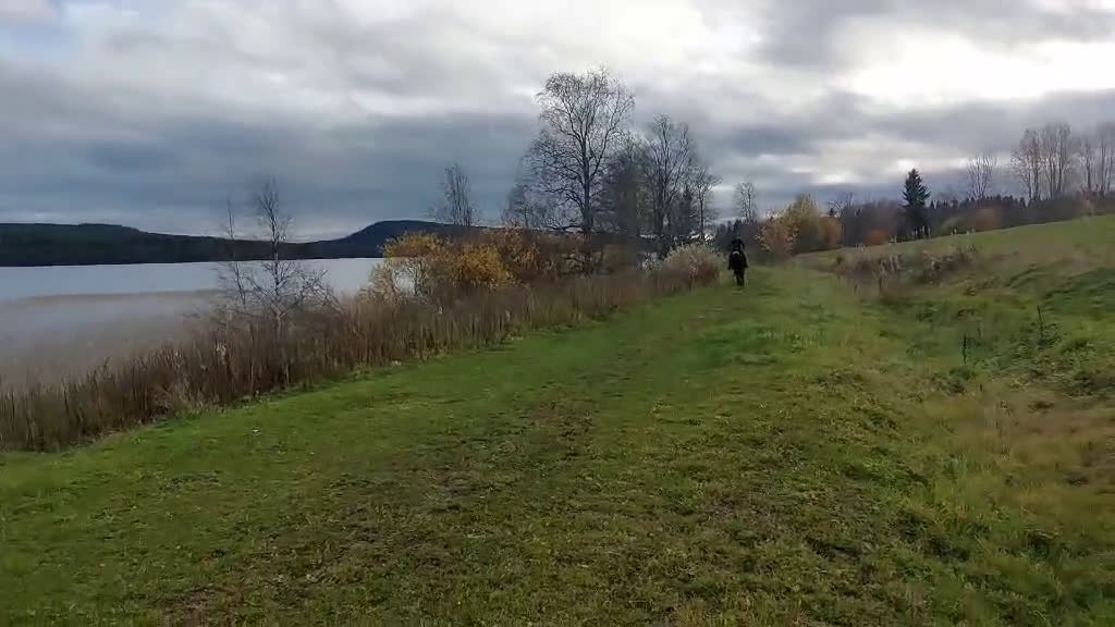 Allround hästar till salu: Snäll 8-årig D-ponnyvalack  - Video 1