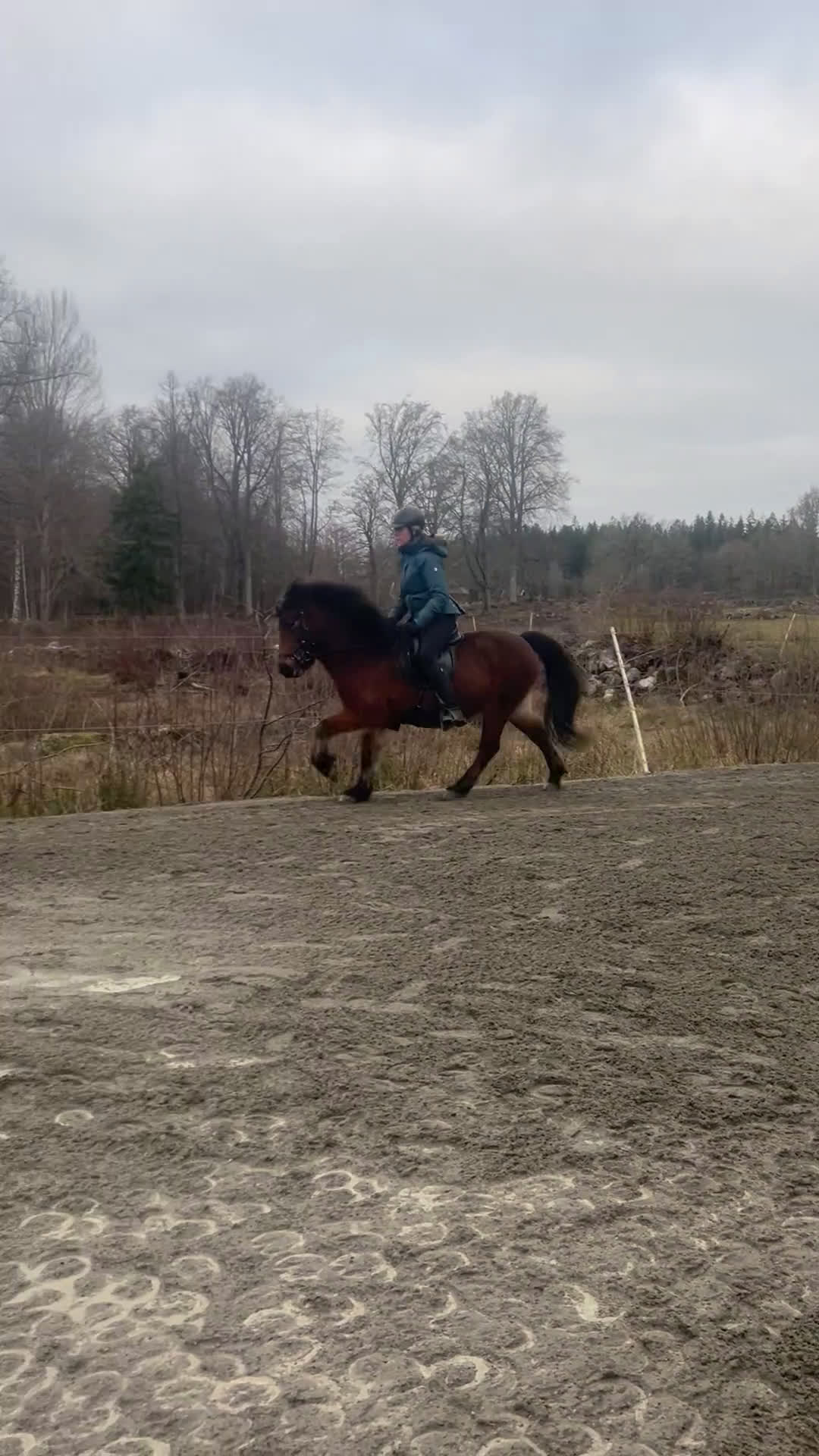 Island hästar till salu: Lätttöltat sto  i Torsås - Video 4