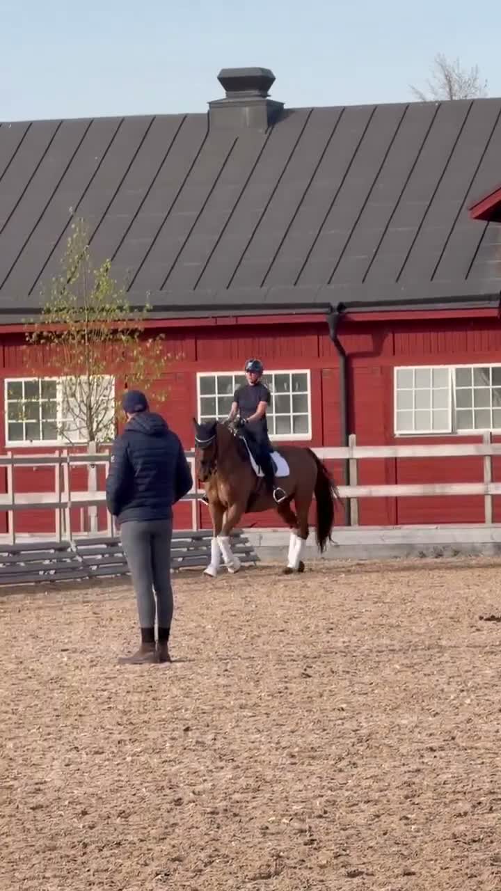 Dressyr hästar till salu: Perfekta läromästaren i Kungsbacka - Video 3