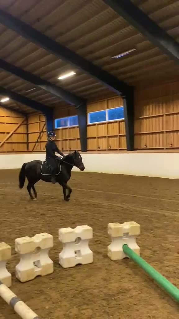 Allround hästar till salu: Modern modell connemara  - Video 4