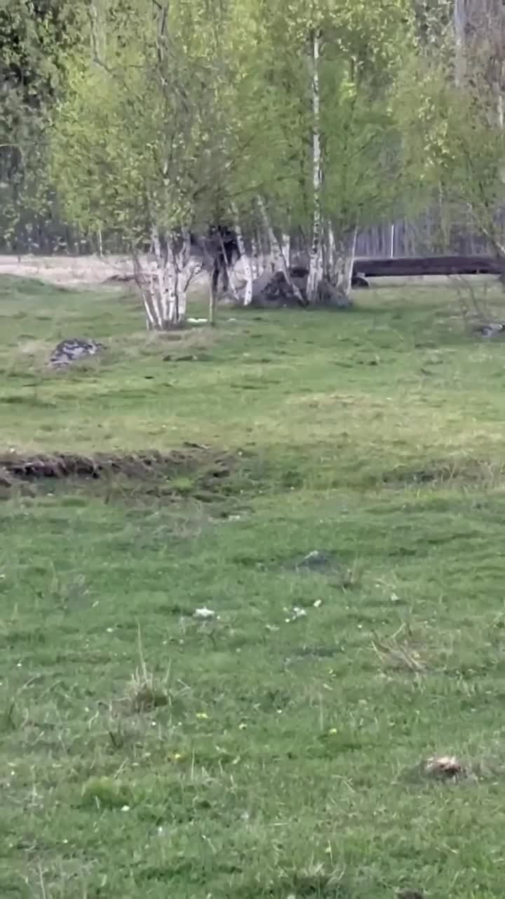 Allround hästar till salu: Välutbildad 4-åring till satsande ryttare - Video 4