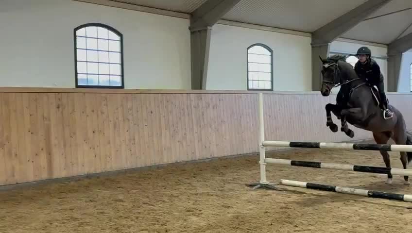 Hoppning hästar till salu: Perfekt Childrens häst  - Video 3