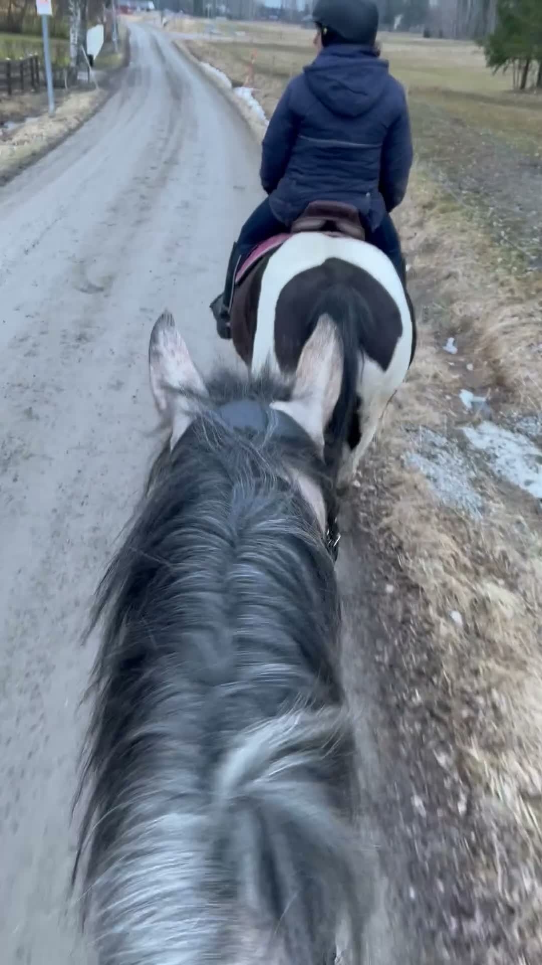 Hoppning hästar till salu: Lovande 3-årigt SWB sto - dräktigt med Harley EK - Video 3