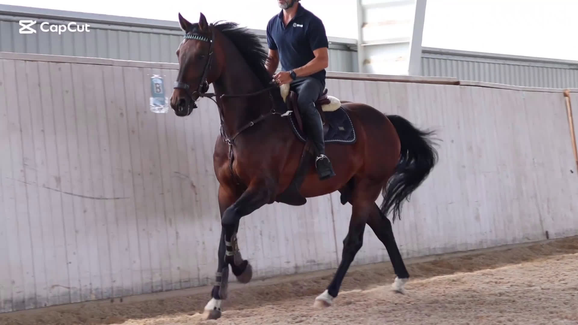 Hoppning hästar till salu: Kenneth 🌟 - Video 1
