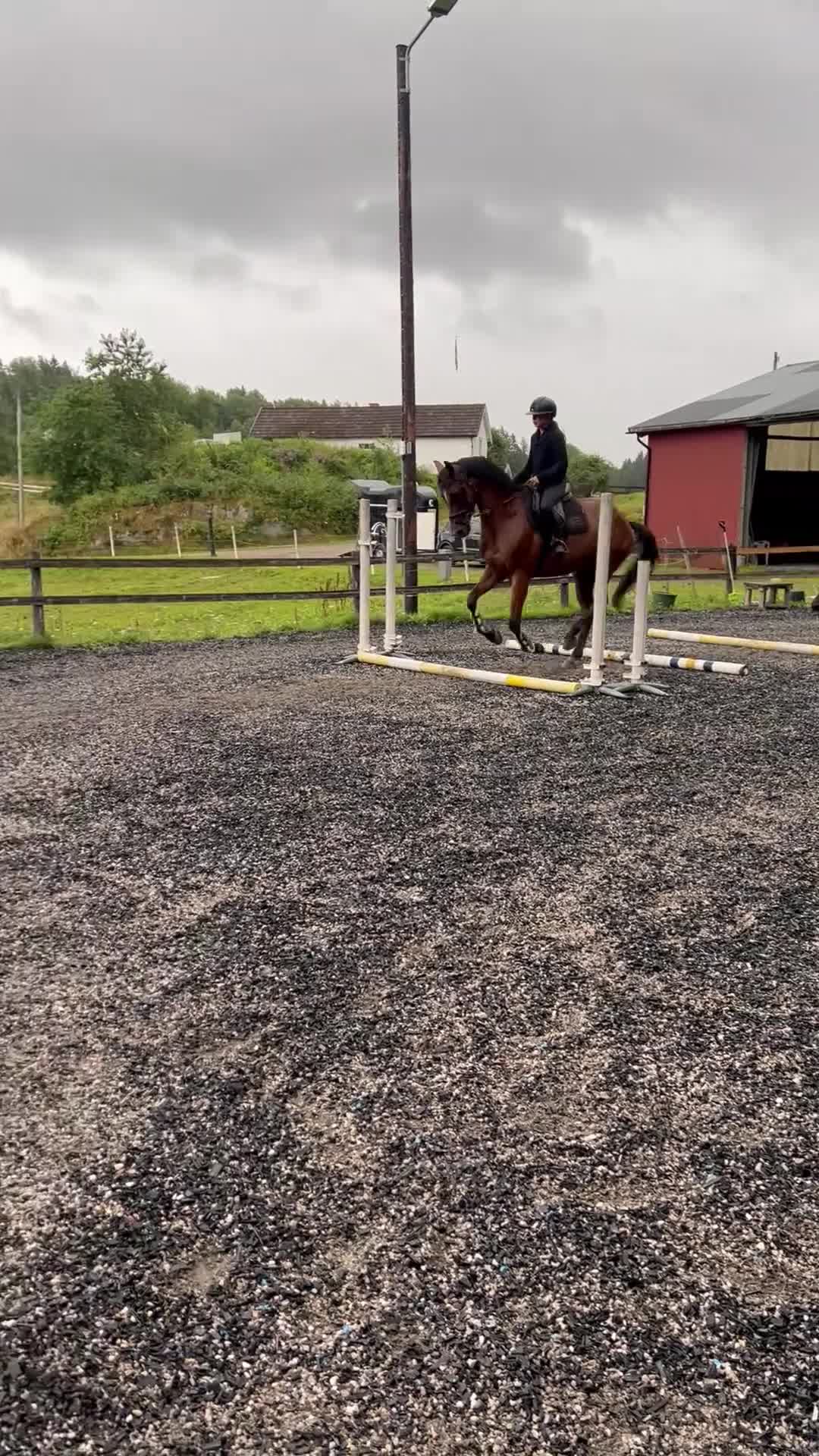 Hoppning hästar till salu: Allan söker sin bästa vän - Video 3