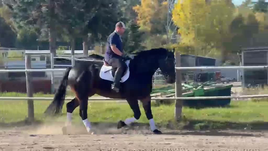 Allround hästar till salu: Rexon–10yo|170 Silesian Gelding|Family Horse - Video 1