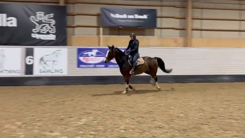  foderhäst finnes: Fint hoppsto utlånas för avel  - Video 1