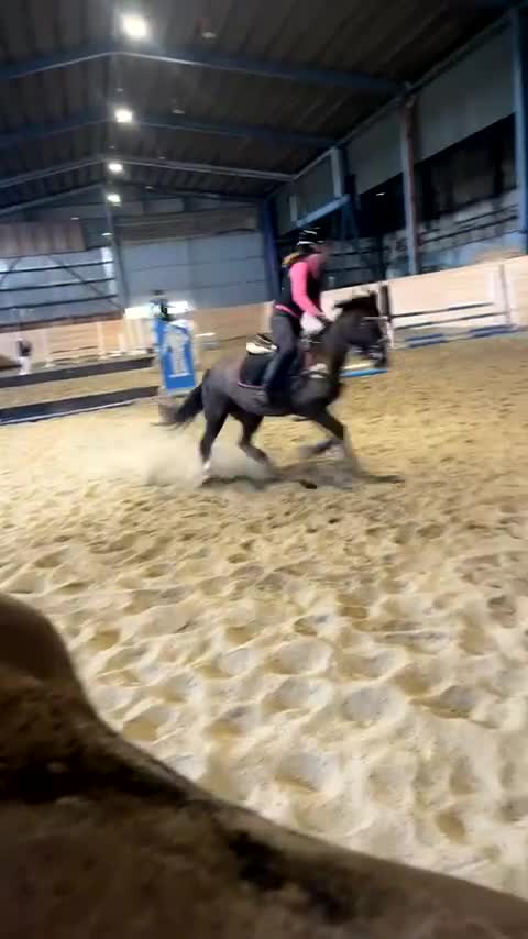 Allround hästar till salu: *RESERVERAD* Rosettplockare och bästa vän🥇 - Video 4