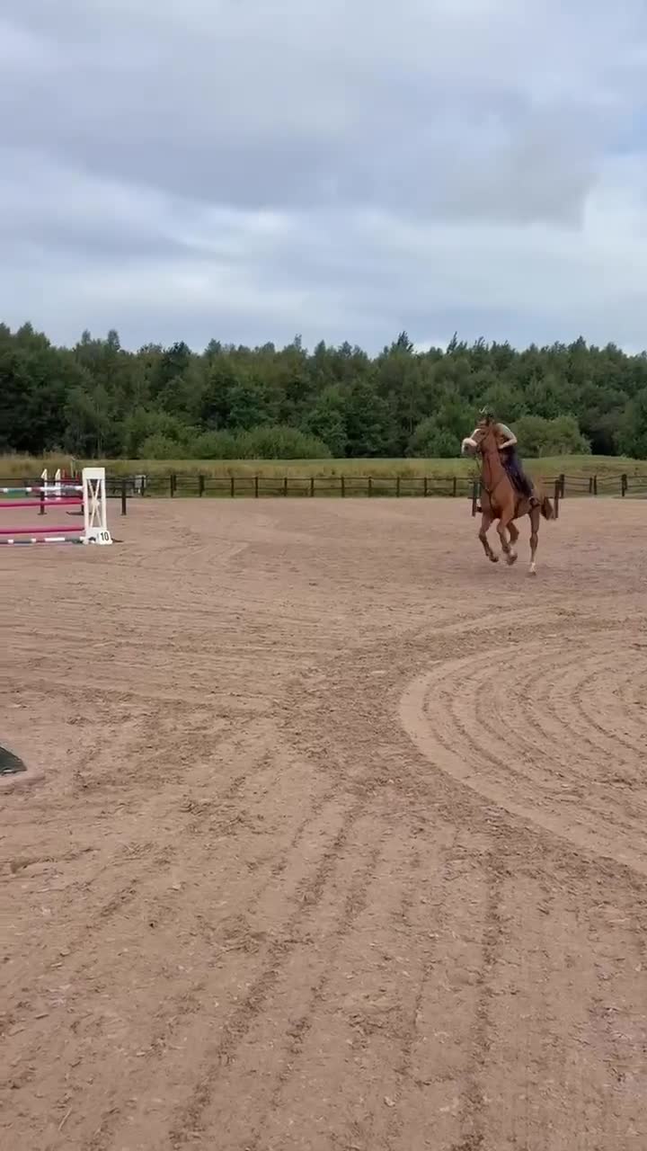 Hoppning hästar till salu: Kvick och sportig SWB valack  - Video 2