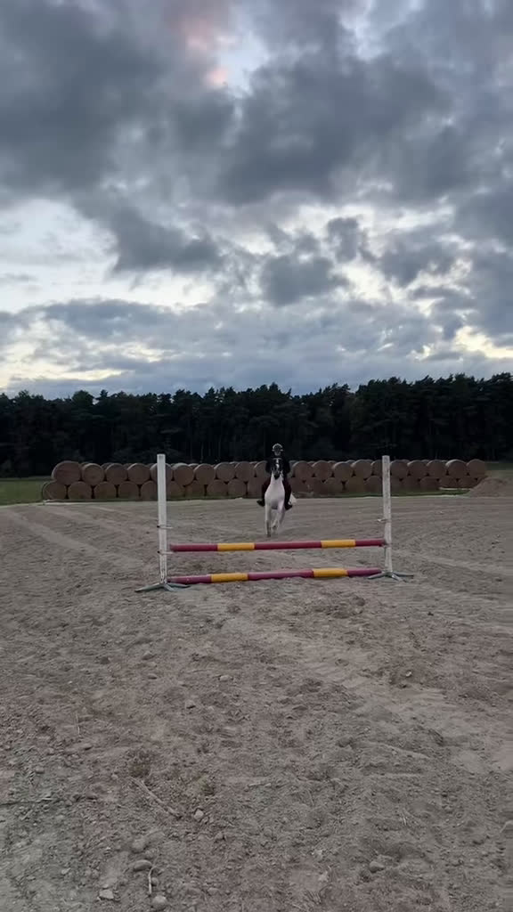 Allround hästar till salu: Buddy- charmig Cponny med mod & personlighet! i Saxtorp - Video 3