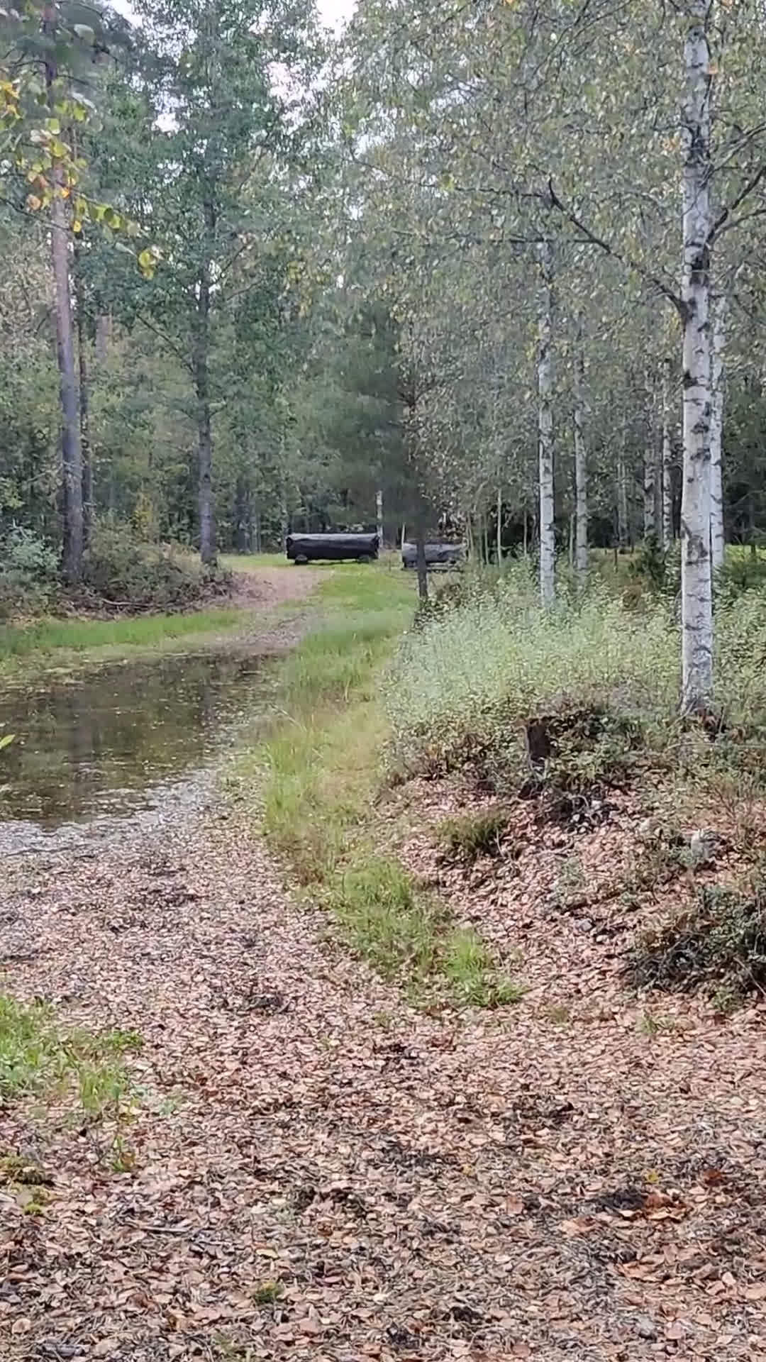 Fälttävlan hästar till salu: Exceptional schoolmaster for any discipline - Video 3