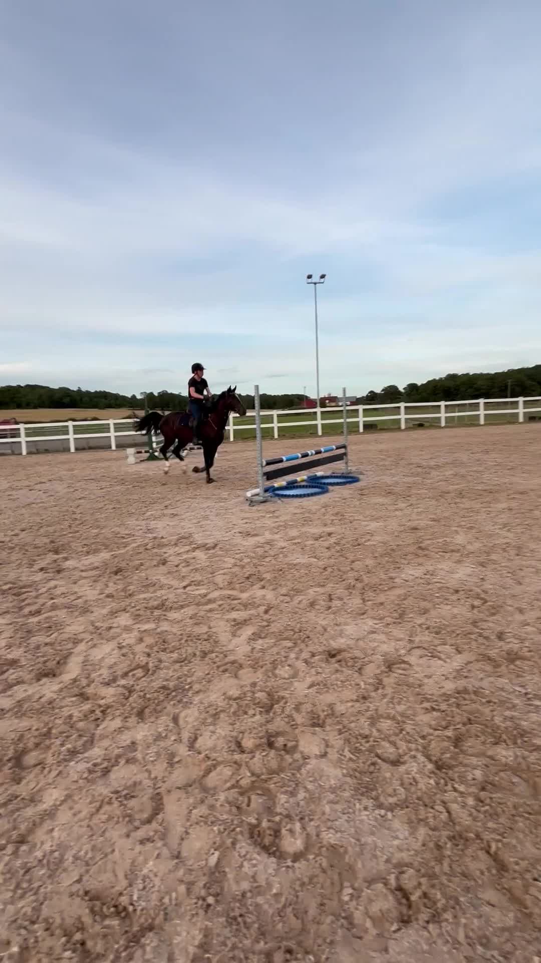 Hoppning hästar till salu: Underbar & vacker 4-åring - Video 4