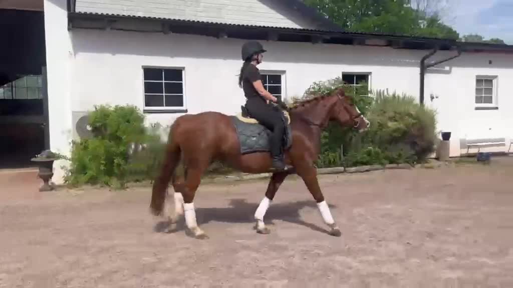 Allround hästar till salu: Dressyrponny - Video 1