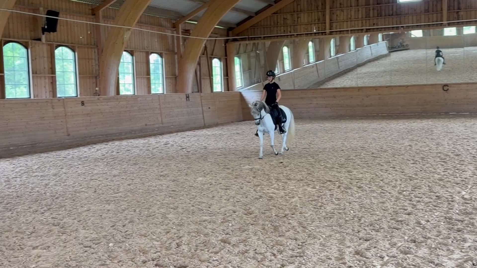 Allround hästar till salu: Dröm ponnyn för alla ryttare - Video 4