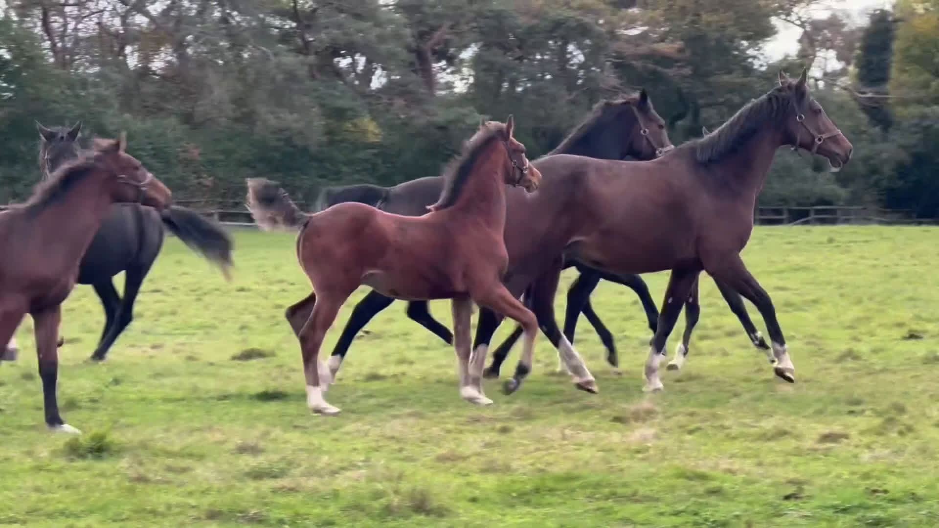 Hoppning hästar till salu: Hingstföl efter Conthargos x Chacco-Blue i Stockholm - Video 1