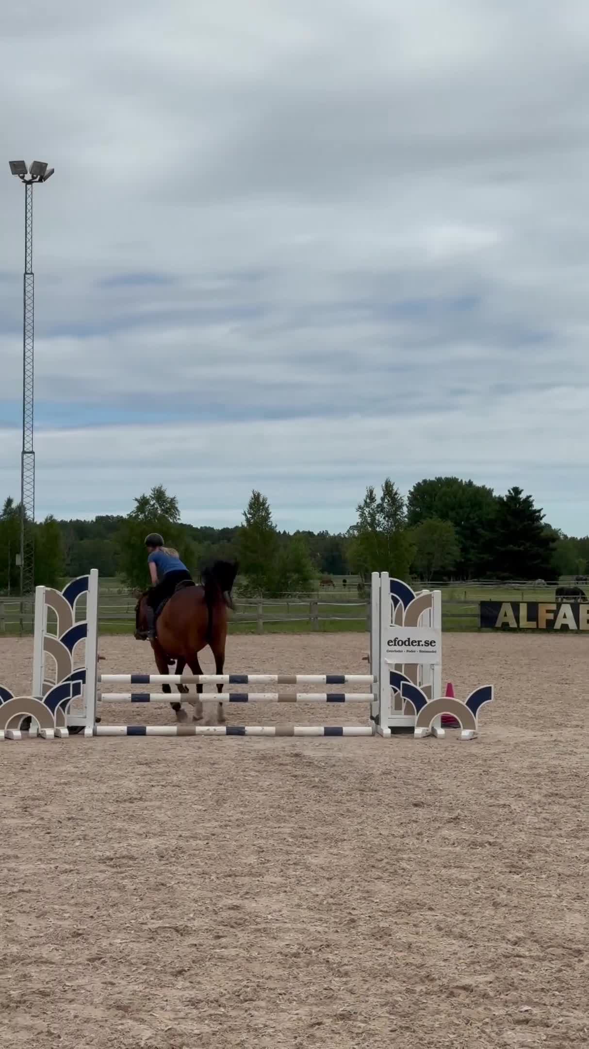 Hoppning hästar till salu: Lovande hopphäst e. Gamelus - Ludwigs Champion - Video 2
