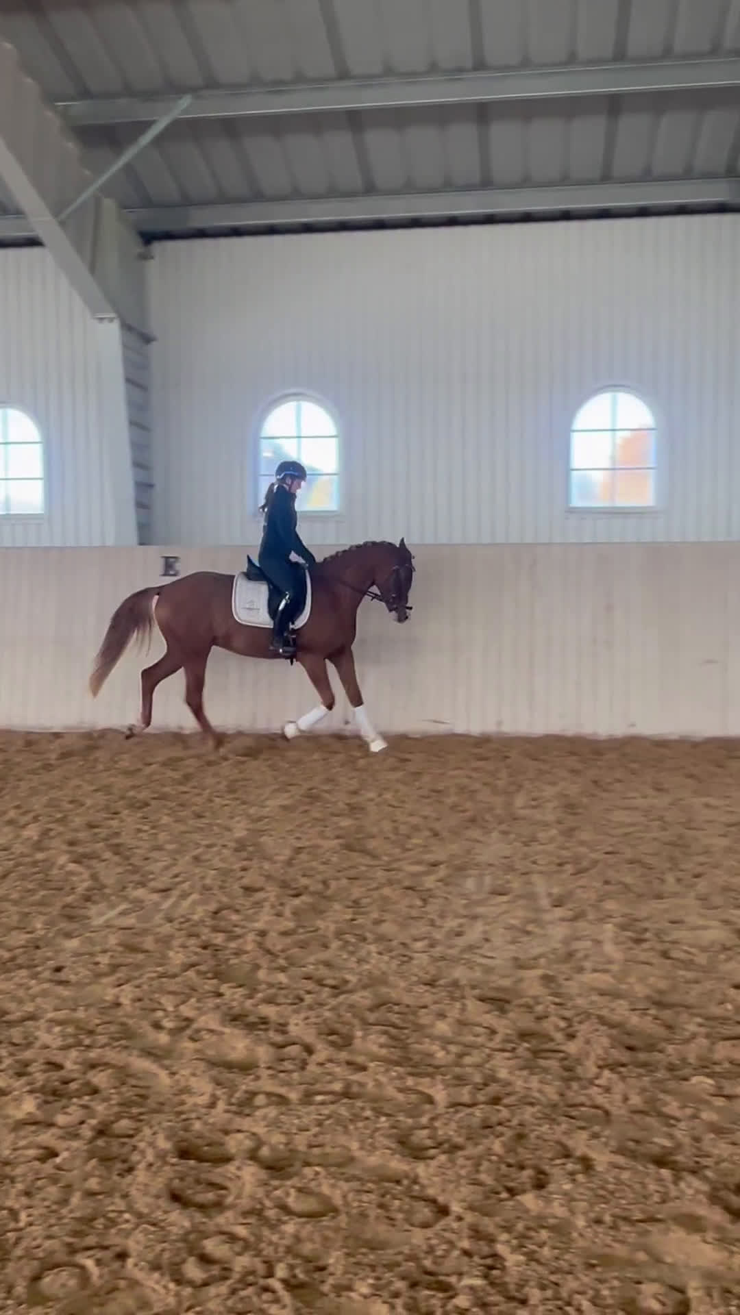 Allround hästar till salu: Formbar framtida stjärna! i Tranås - Video 1