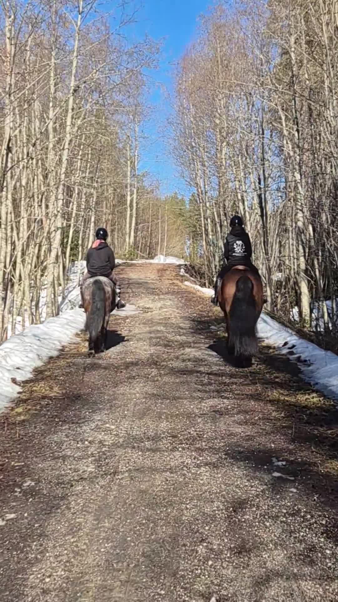 Allround hästar till salu: Blivande dressyr nordis - Video 4