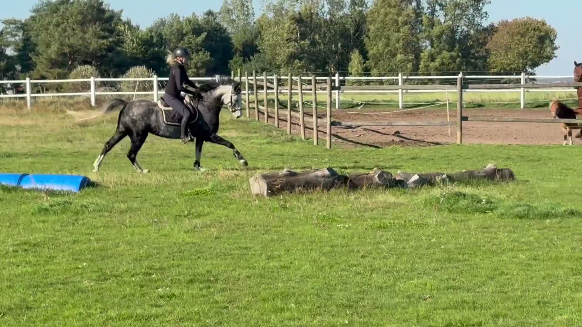 Hoppning hästar till salu: D ponny för de största klasserna  - Video 4