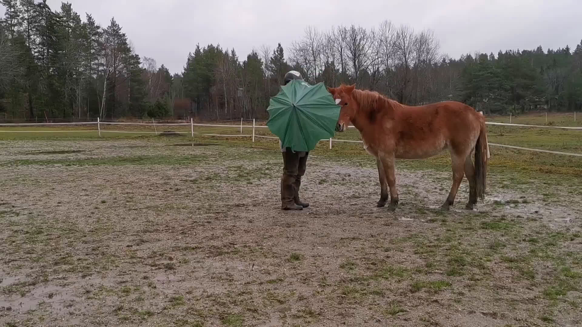 Övrigt hästar till salu: 9-årigt russ utlånas/säljes i Eskilstuna - Video 1