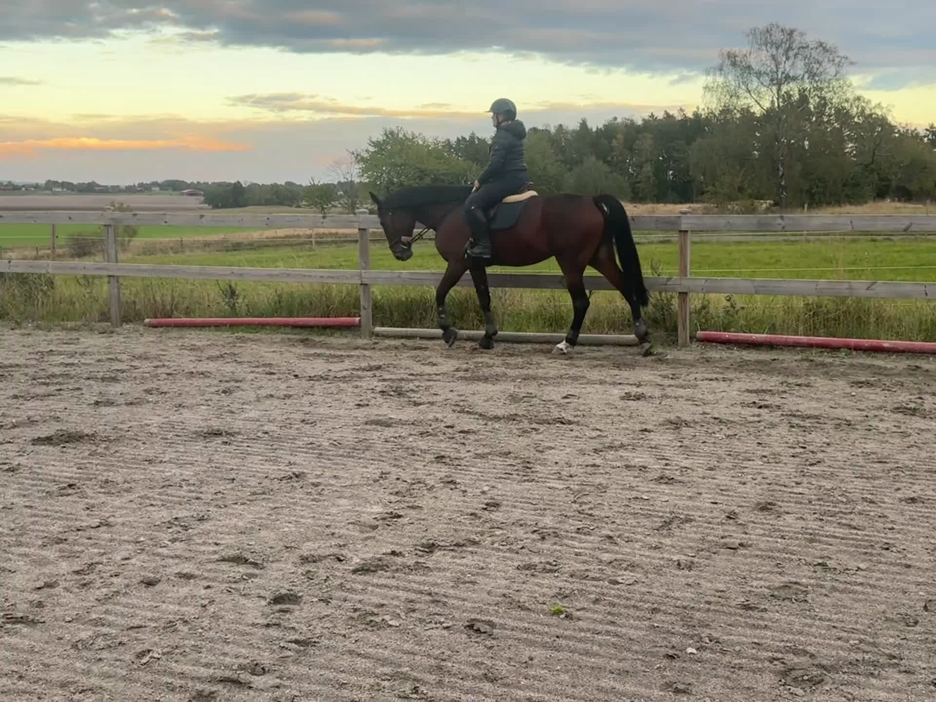 Allround hästar till salu: Sto med mycket personlighet  i Lidköping - Video 3