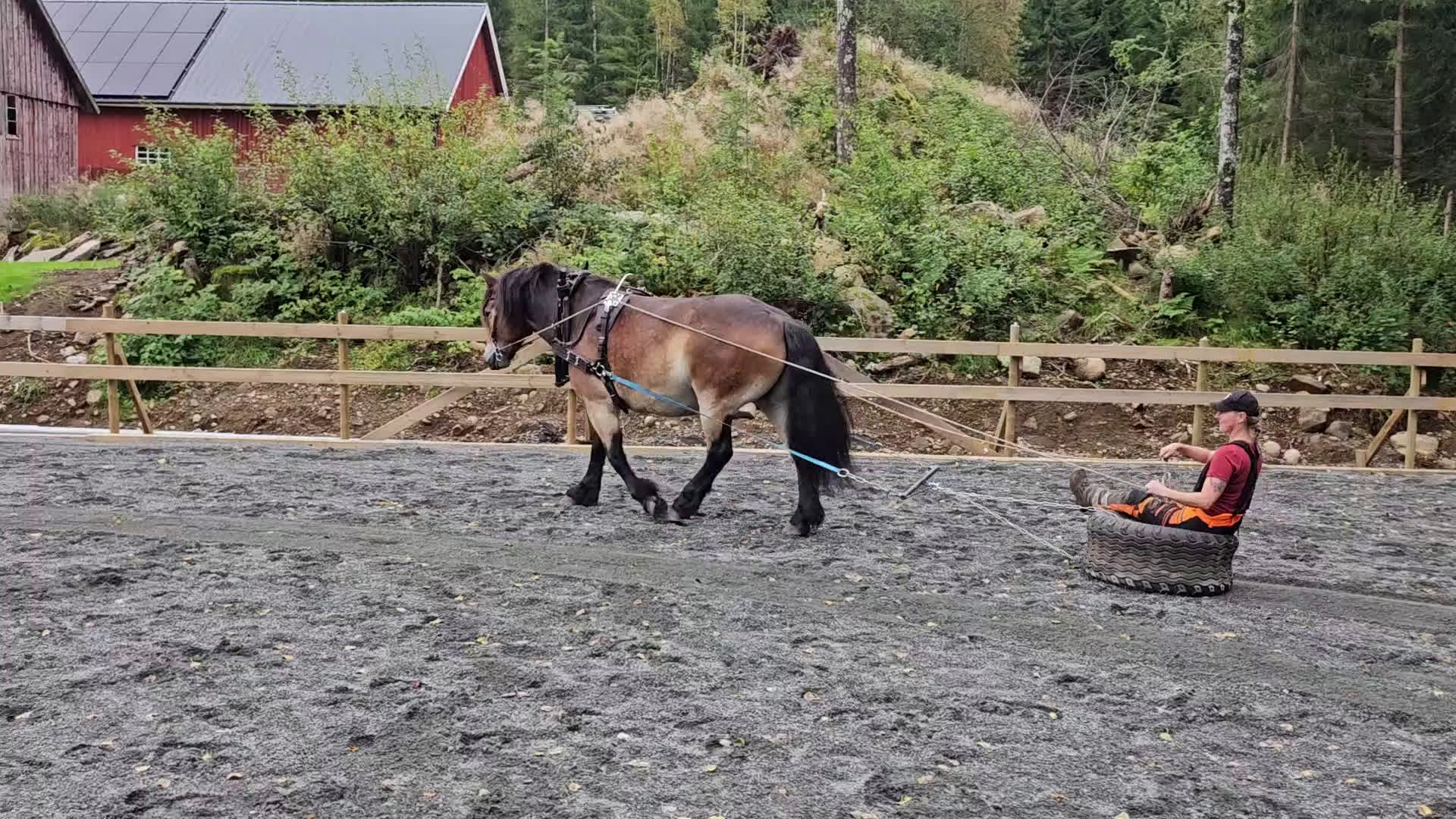 Allround hästar till salu: Lovande rid- och körhäst i Kungsäter - Video 2