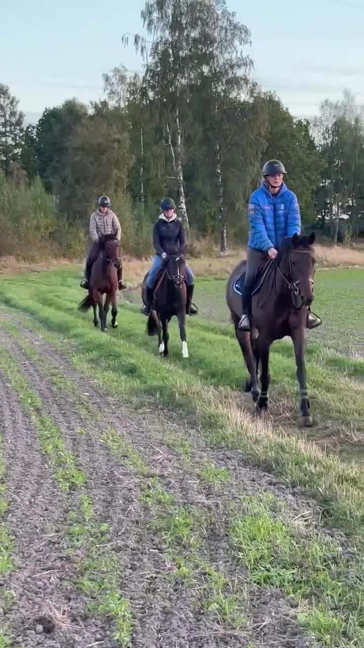 Allround hästar till salu: Conrad All Star  - Video 5