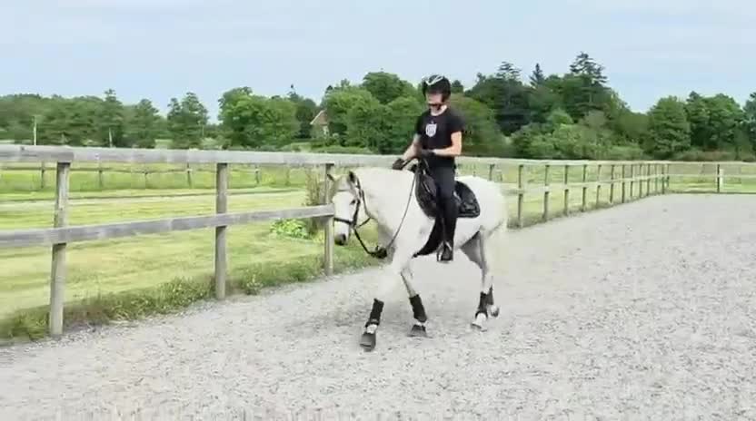 Dressyr hästar till salu: Talangfullt sto med framtiden för sig - Video 1