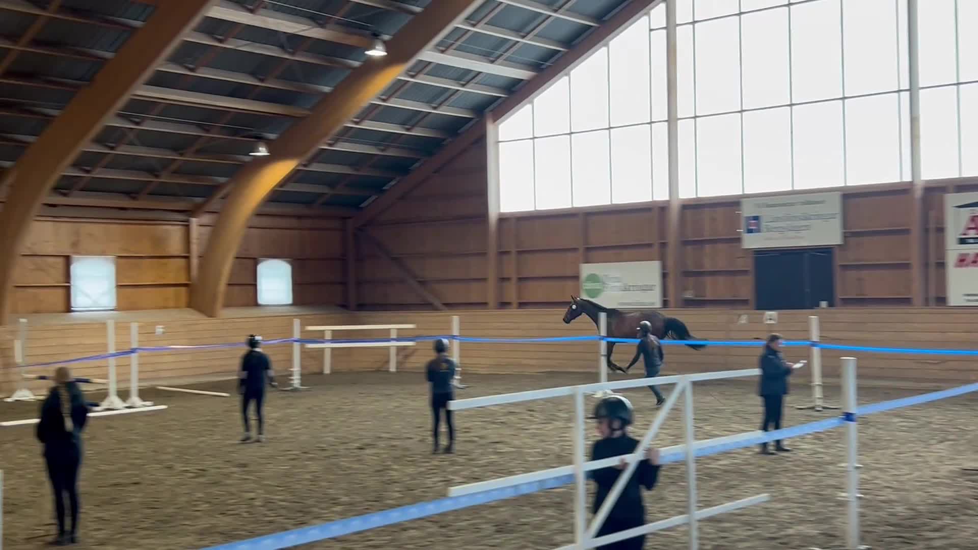 Hoppning hästar till salu: Ståtlig kille  - Video 4