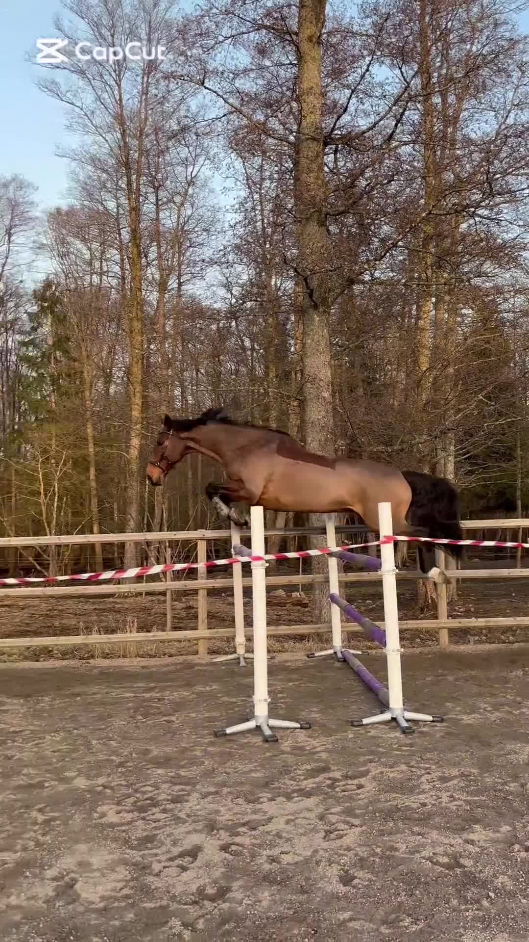 Allround hästar till salu: Trevlig valack till hopp eller dressyr i Alingsås - Video 5