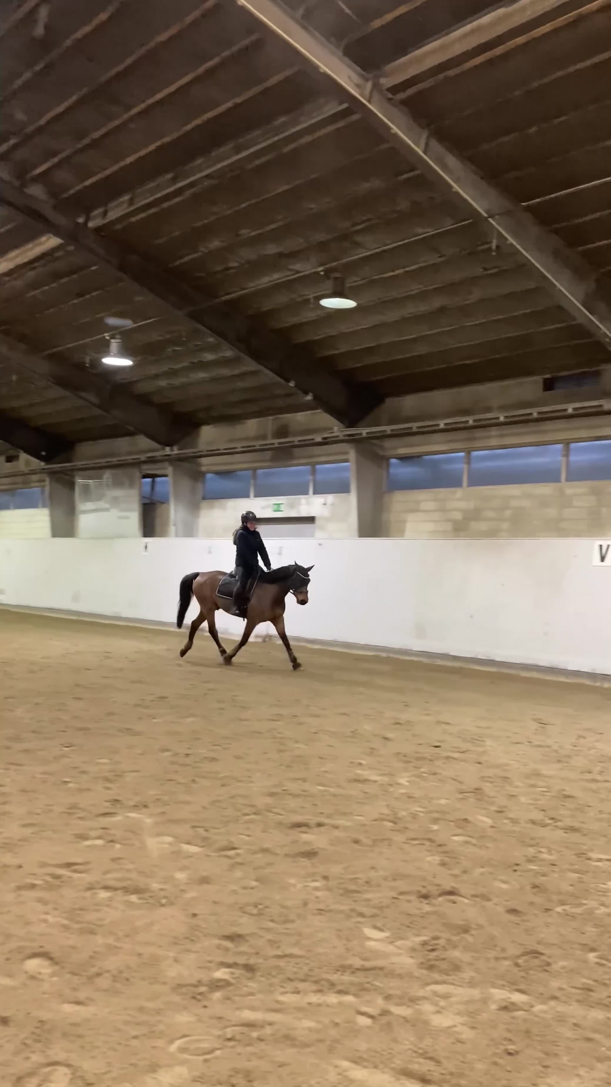 Allround hästar till salu: Positiv D-ponny!  i Simrishamn - Video 3