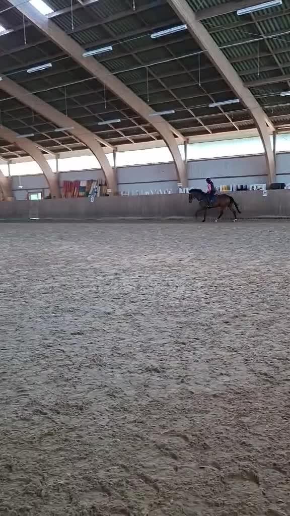 Allround hästar till salu: Stor, vacker och godmodig i Malmö - Video 1