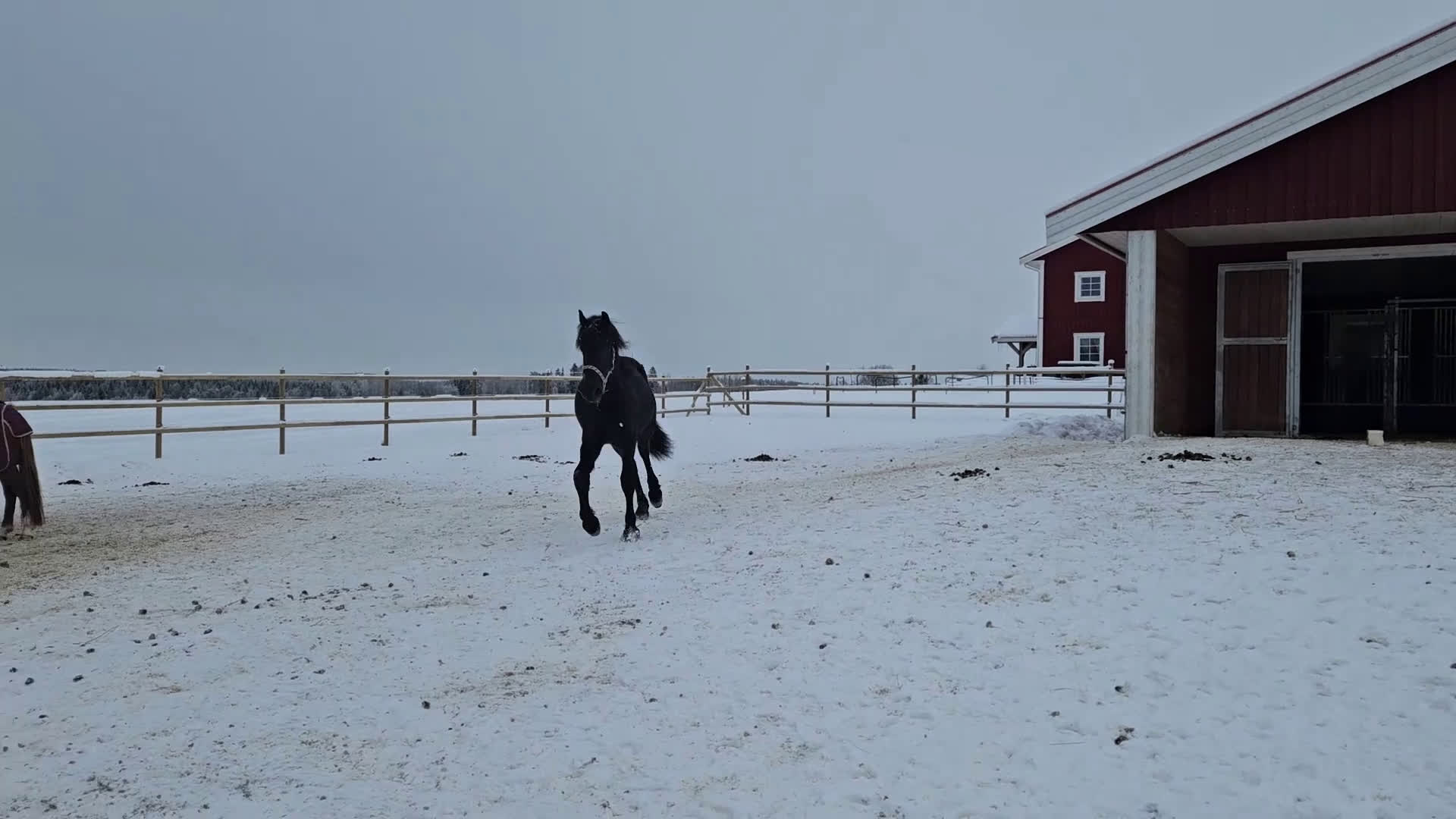 Allround hästar till salu: Pigg och glad Frieser (evt byte)  - Video 1