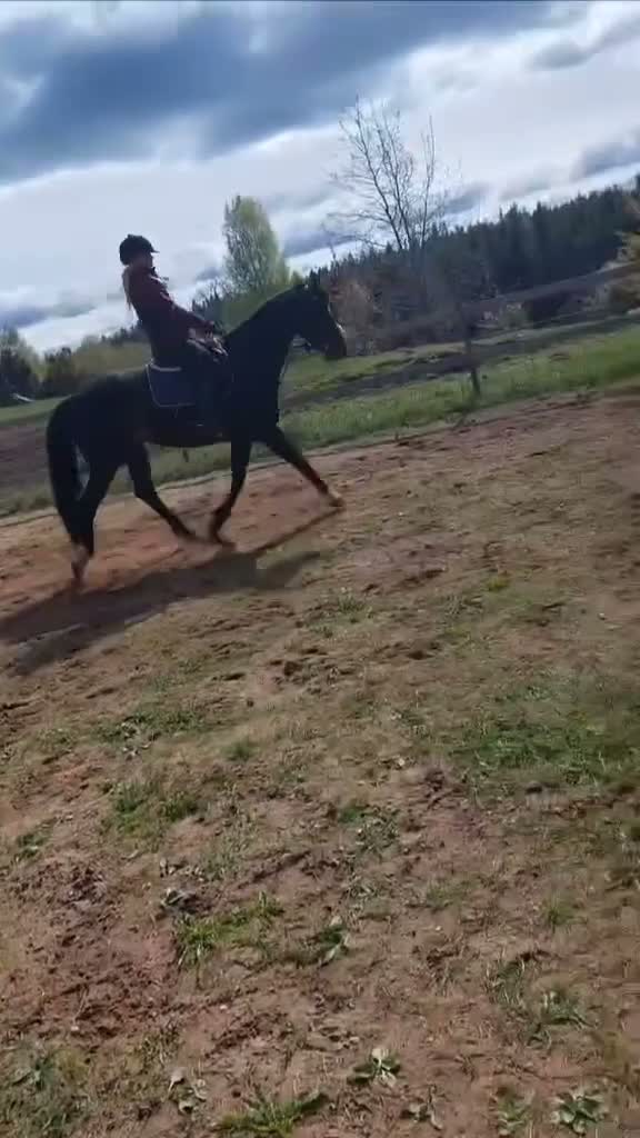 Allround hästar till salu: Flott SWB sto till salu! - Video 4