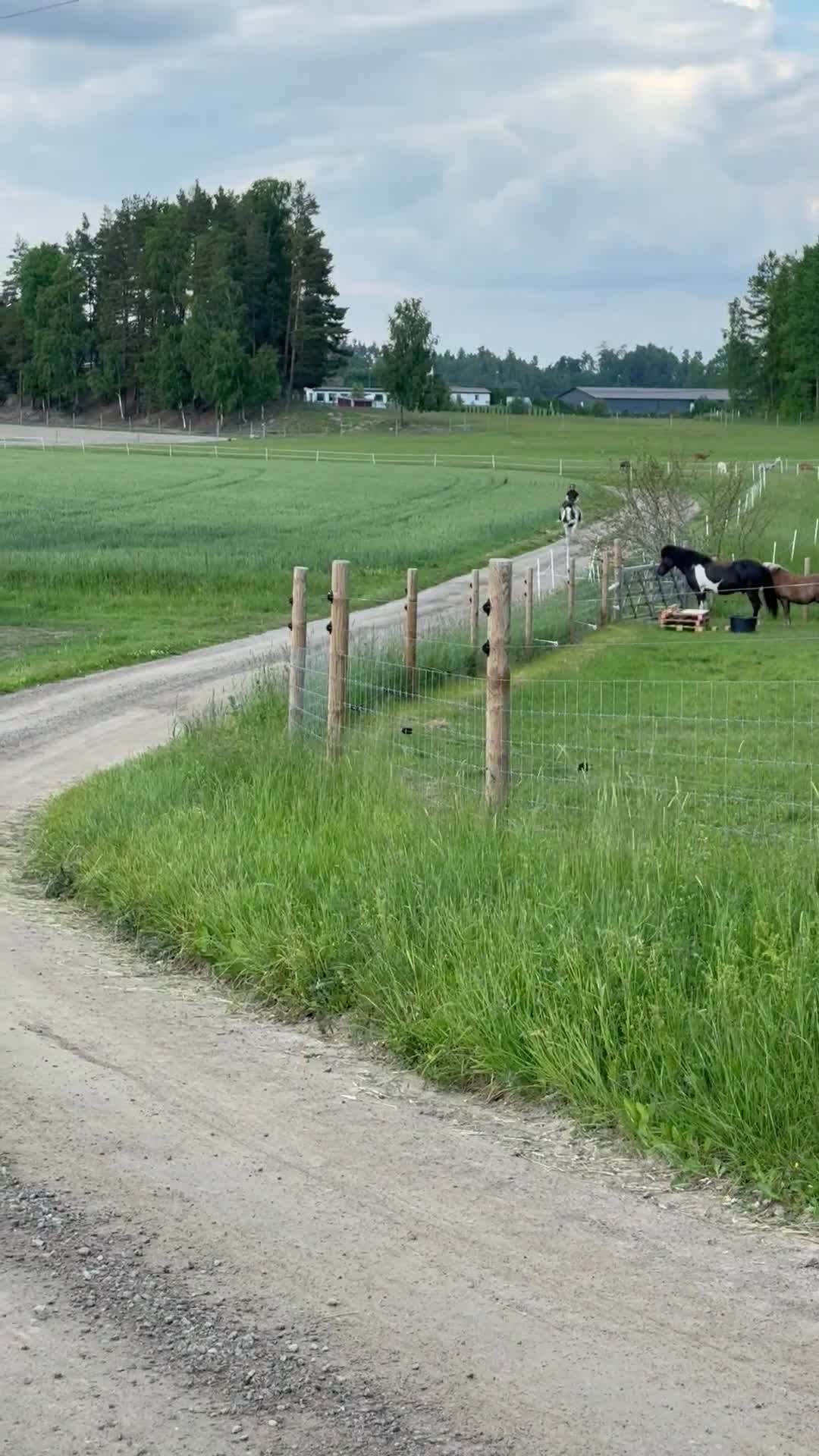 Allround hästar till salu: Intressekoll! - Video 2