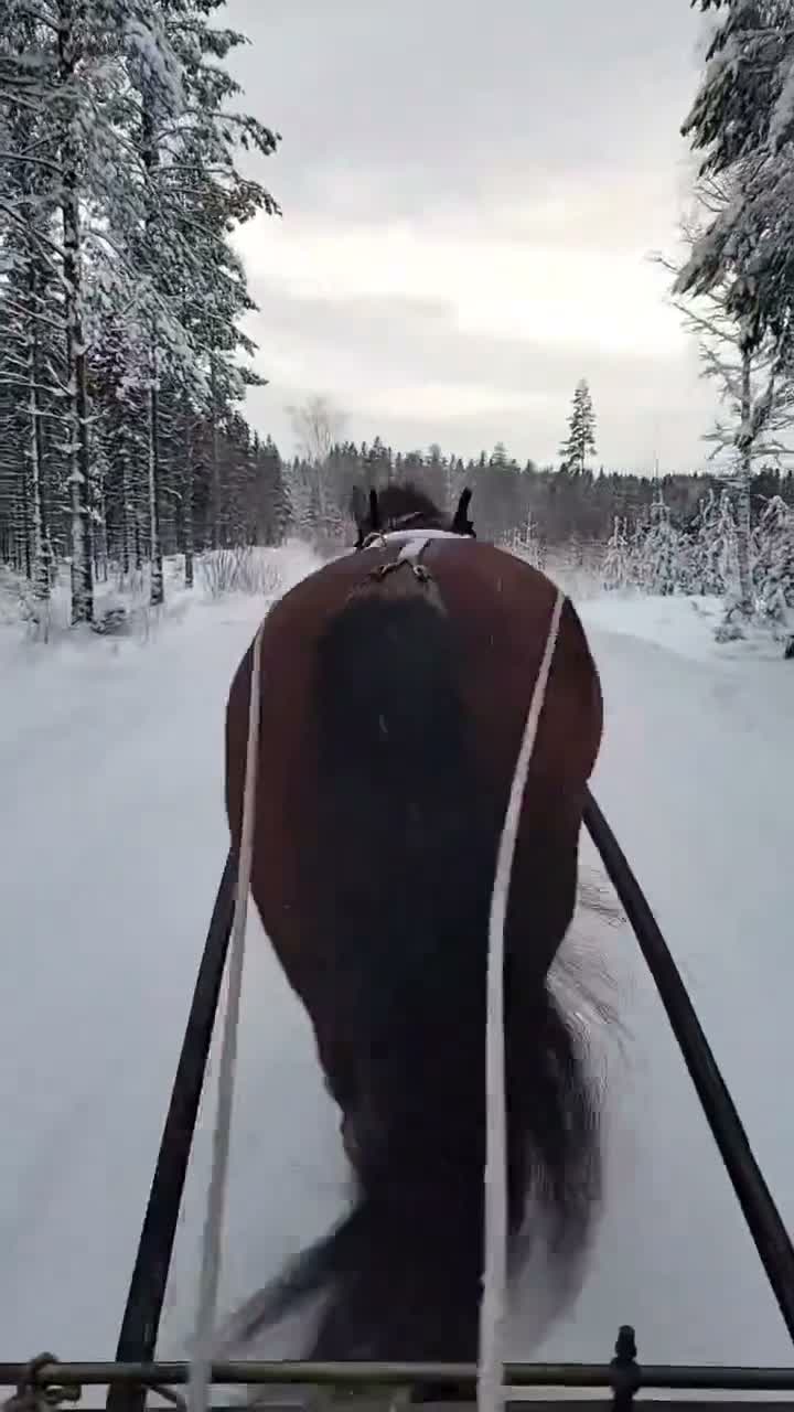 Allround hästar till salu: Skogsmulle säljes i Jädraås - Video 1