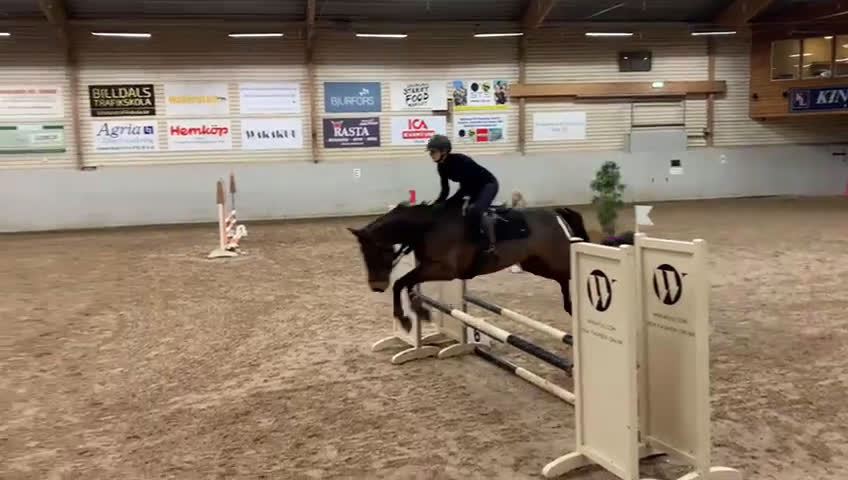 Allround hästar till salu: Fin allroundhäst SWB - Video 4