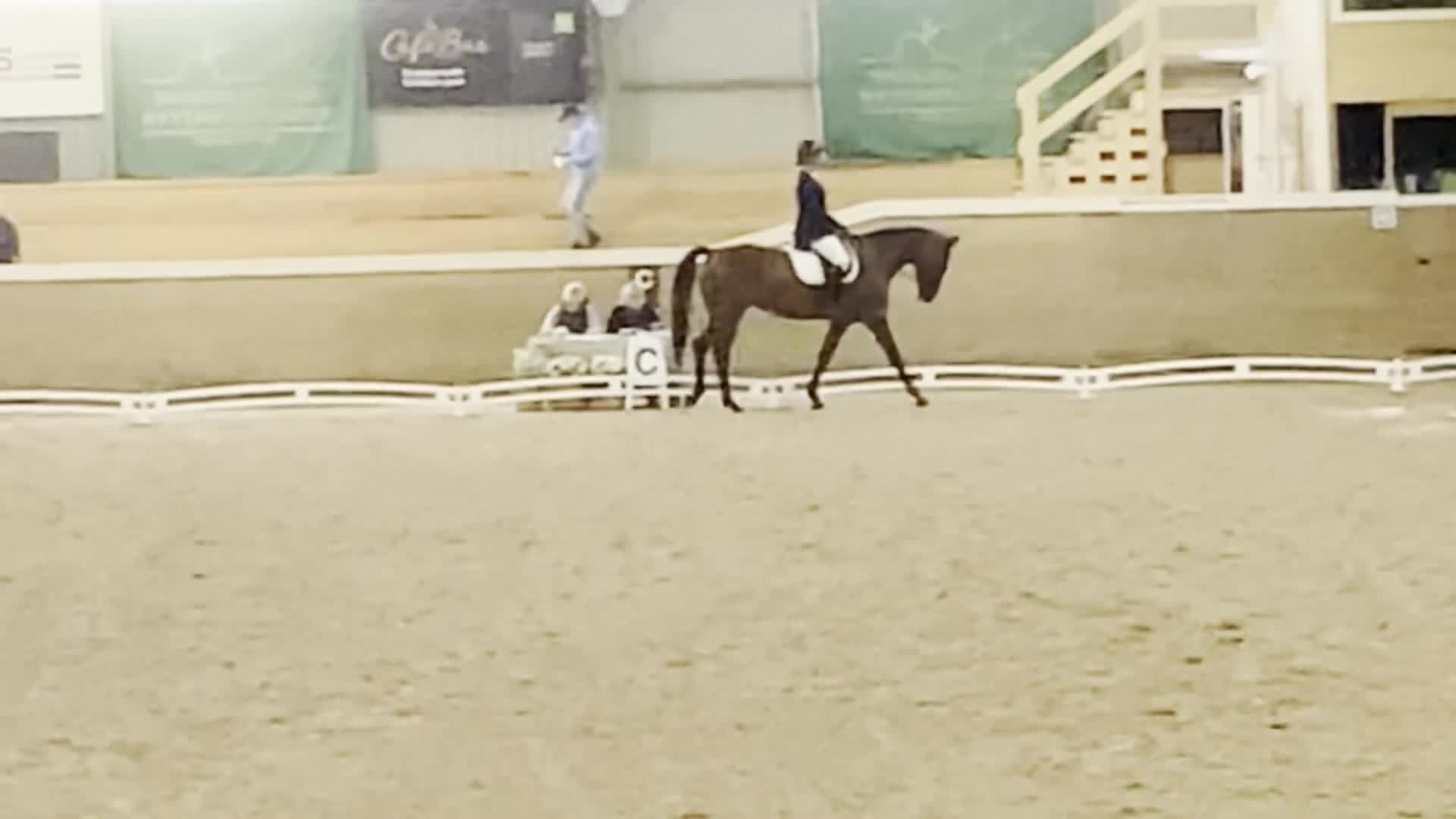 Dressyr hästar till salu: Elegant dressyrsto med utstrålning  - Video 4