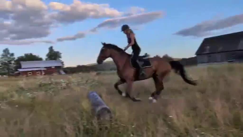 Allround hästar till salu: Vacker Swb valack - Video 4