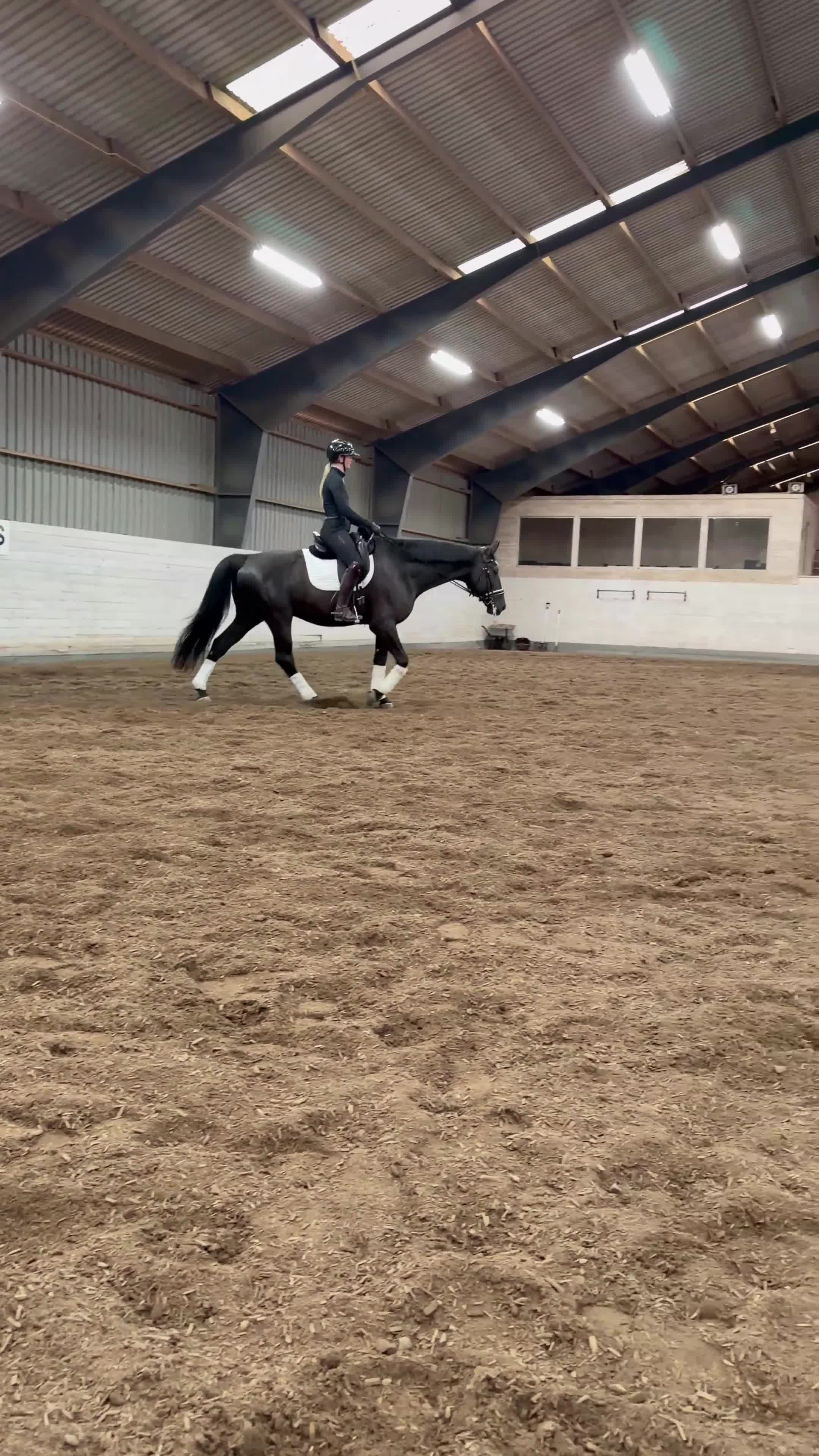 Dressyr hästar till salu: Stilig valack - Video 1