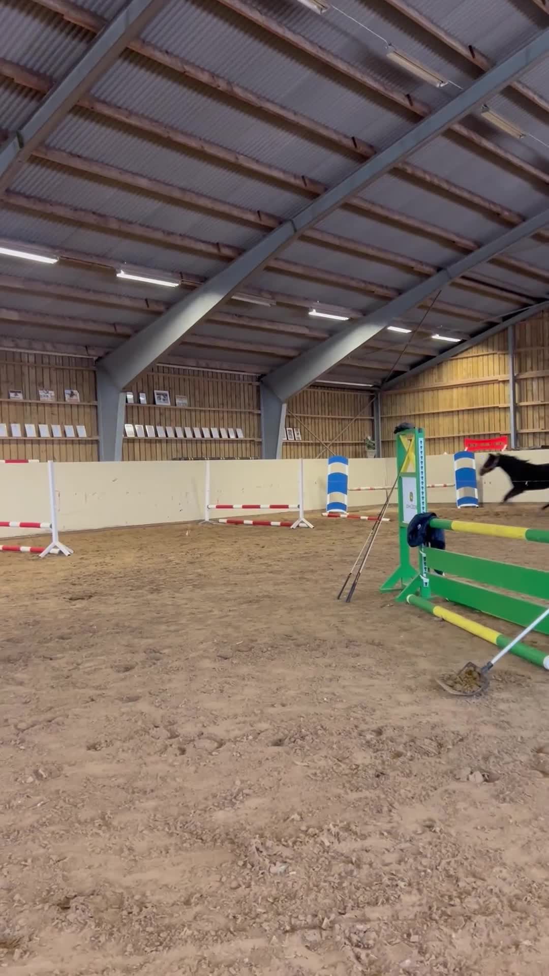 Hoppning hästar till salu: Smäckert sto för hoppning/fälttävlan  - Video 1