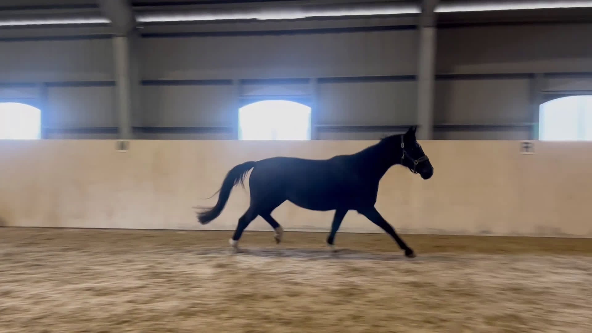 Avelshästar hästar till salu: Svart Avelssto med toppstam - Video 2