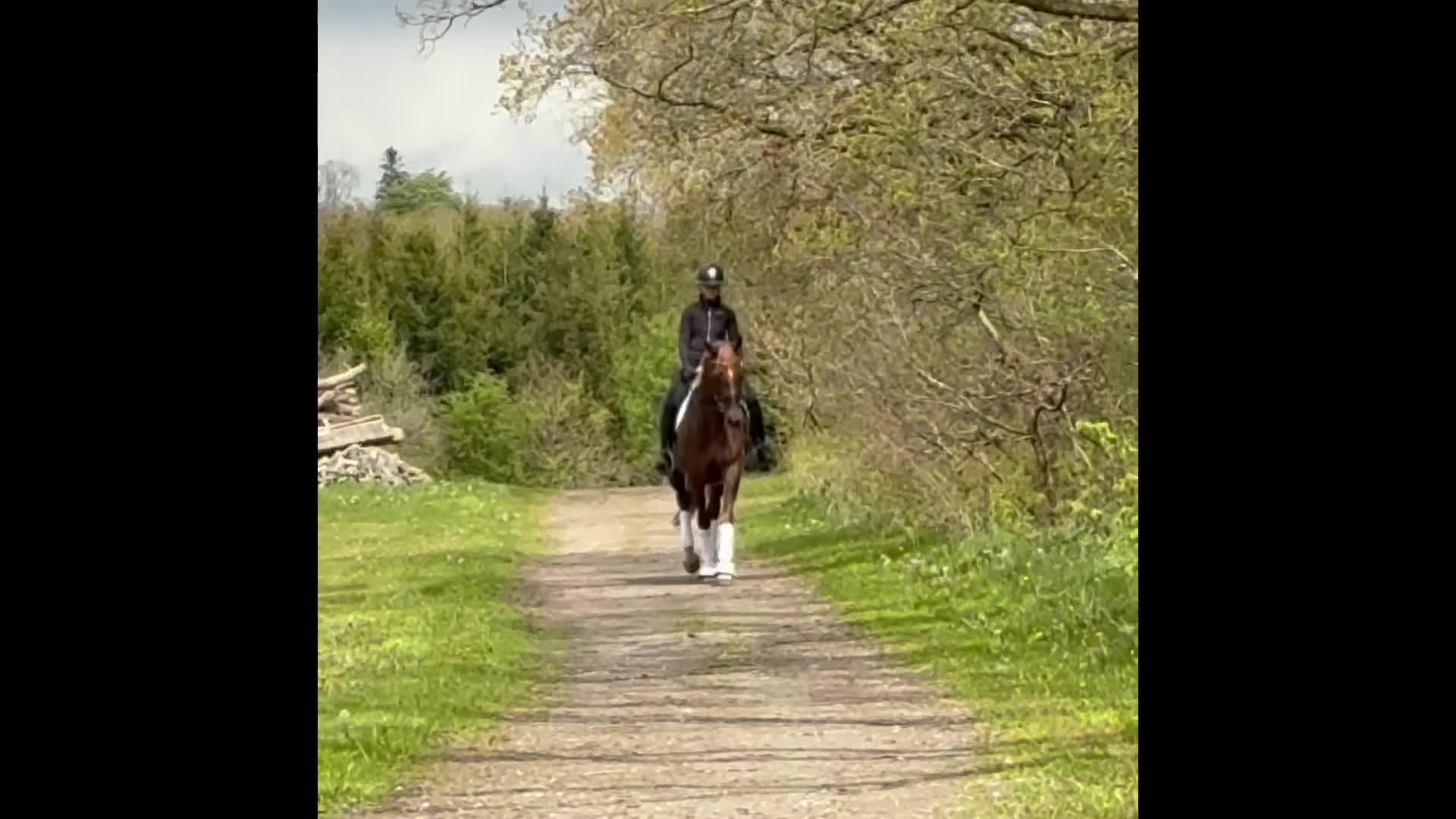 Dressyr hästar till salu: KVALITETSHOPPE MED ET FANTASTISK SIND - Video 2