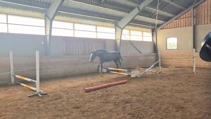 Hoppning hästar till salu: Talangfull 3-åring för framtidens hoppning - Video 1