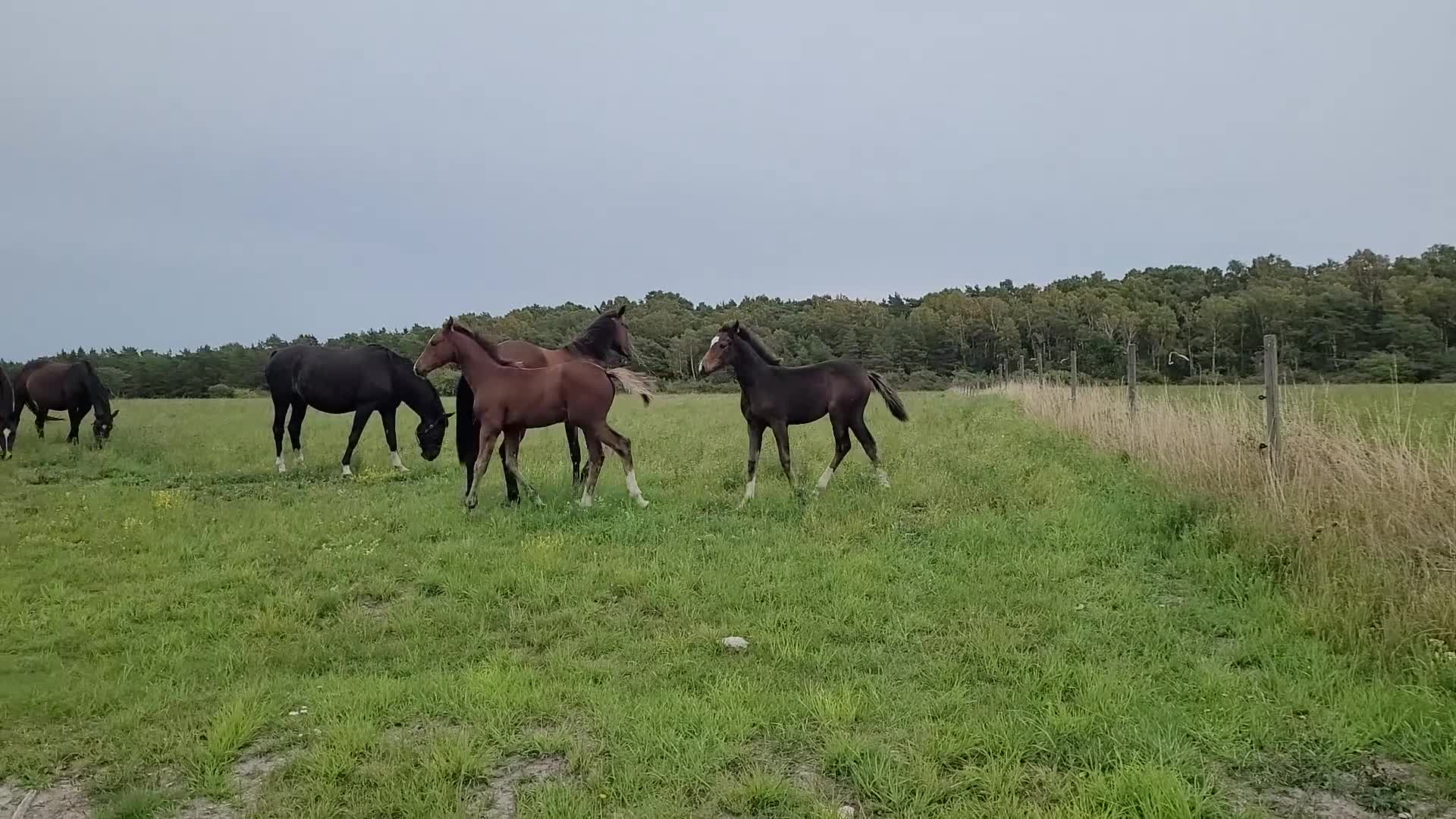 Hoppning hästar till salu: Feminint stoföl - Video 1